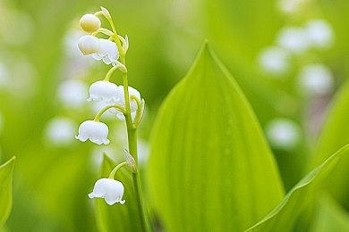 卡牌冒险游戏《勿忘黯鵺》Steam页面 发售日待定